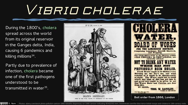 During the 1800’s, cholera
spread across the world
from its original reservoir
in the Ganges delta, India,
causing 6 pandemics and
killing millions34.
Partly due to prevalence of
infection, cholera became
one of the first pathogens
understood to be
transmitted in water35.
Photos: alamy.com/stock-photo-pollution-cartoon-1866-ndeaths-dispensary-an-1866-cartoon-indicating-95462093.html, brewminate.com/the-blue-terror-british-troops-and-cholera-in-19th-century-india
Vibrio cholerae
Boil order from 1866, London
