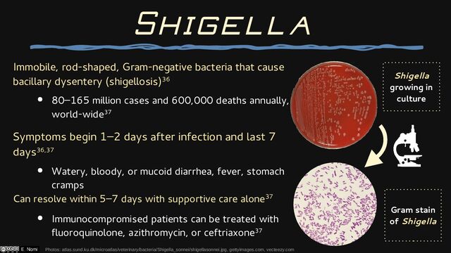 Immobile, rod-shaped, Gram-negative bacteria that cause
bacillary dysentery (shigellosis)36
● 80–165 million cases and 600,000 deaths annually,
world-wide37
Symptoms begin 1–2 days after infection and last 7
days36,37
● Watery, bloody, or mucoid diarrhea, fever, stomach
cramps
Can resolve within 5–7 days with supportive care alone37
● Immunocompromised patients can be treated with
fluoroquinolone, azithromycin, or ceftriaxone37
Photos: atlas.sund.ku.dk/microatlas/veterinary/bacteria/Shigella_sonnei/shigellasonnei.jpg, gettyimages.com, vecteezy.com
Shigella
Gram stain
of Shigella
Shigella
growing in
culture
