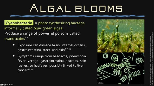 Cyanobacteria = photosynthesizing bacteria
informally called blue-green algae
Produce a range of powerful poisons called
cyanotoxins47
● Exposure can damage brain, internal organs,
gastrointestinal tract, and skin47,48
● Symptoms range from headache, pneumonia,
fever, vertigo, gastrointestinal distress, skin
rashes, to hayfever, possibly linked to liver
cancer47,48
Algal blooms
Photos: ecokeith.blogspot.com/2013/10/cyanobacteria-in-pinto-lake.html,
micropia.nl/nl/ontdek/nieuws/2016/3/25/bacterien-eerder-ontdekt-dan-gedacht

