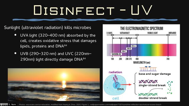Sunlight (ultraviolet radiation) kills microbes
● UVA light (320–400 nm) absorbed by the
cell, creates oxidative stress that damages
lipids, proteins and DNA84
● UVB (290–320 nm) and UVC (220nm–
290nm) light directly damage DNA84
Disinfect - UV
Photos: weuvcare.com/uv-education, modified from Huang & Zhou, 2020, Figure 1., wallpapermaiden.com/wallpaper/7167/sunshine-reflection-sea-horizon-waves-beach
radiation
cell
base and sugar damage
single-strand break
double-strand break
DNA
