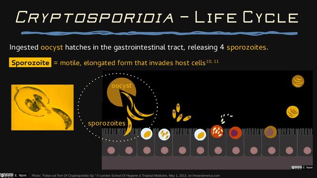 Ingested oocyst hatches in the gastrointestinal tract, releasing 4 sporozoites.
Sporozoite = motile, elongated form that invades host cells10, 11
Cryptosporidia — Life Cycle
Photo: "False-col Tem Of Cryptosporidia Sp." © London School Of Hygiene & Tropical Medicine, May 1, 2013, on fineartamerica.com
oocyst
sporozoites
