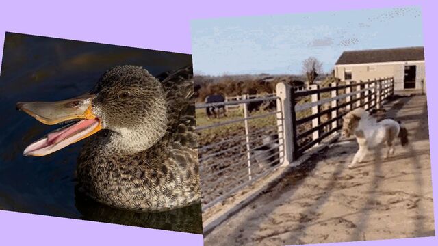 QUESTION
Which would you rather
ﬁght: one horse-sized duck,
or 100 duck-sized horses?
