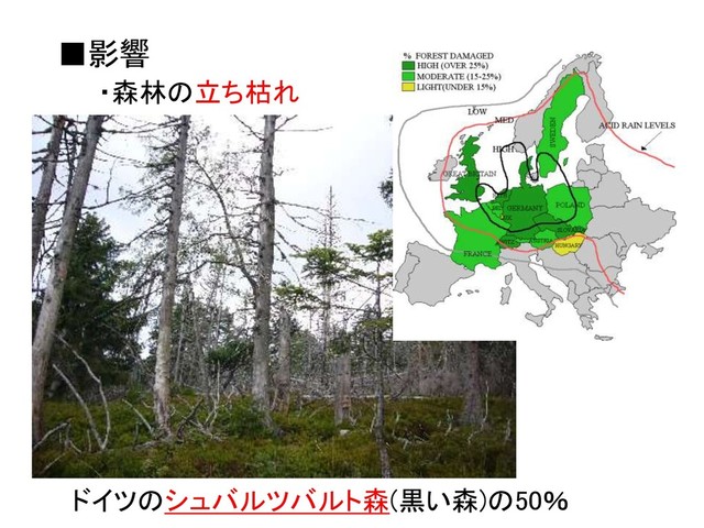 ■影響
・森林の立ち枯れ
ドイツのシュバルツバルト森(黒い森)の50％
