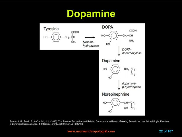 www.neuroanthropologist.com
www.neuroanthropologist.com 22 of 107
Dopamine
Dopamine
Barron, A. B., Søvik, E., & Cornish, J. L. (2010). The Roles of Dopamine and Related Compounds in Reward-Seeking Behavior Across Animal Phyla. Frontiers
in Behavioral Neuroscience, 4. https://doi.org/10.3389/fnbeh.2010.00163
