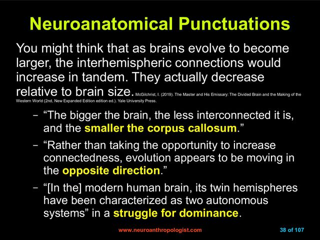 www.neuroanthropologist.com
www.neuroanthropologist.com 38 of 107
Neuroanatomical Punctuations
Neuroanatomical Punctuations
You might think that as brains evolve to become
larger, the interhemispheric connections would
increase in tandem. They actually decrease
relative to brain size.
McGilchrist, I. (2019). The Master and His Emissary: The Divided Brain and the Making of the
Western World (2nd, New Expanded Edition edition ed.). Yale University Press.
– “The bigger the brain, the less interconnected it is,
and the smaller the corpus callosum.”
– “Rather than taking the opportunity to increase
connectedness, evolution appears to be moving in
the opposite direction.”
– “[In the] modern human brain, its twin hemispheres
have been characterized as two autonomous
systems” in a struggle for dominance.
