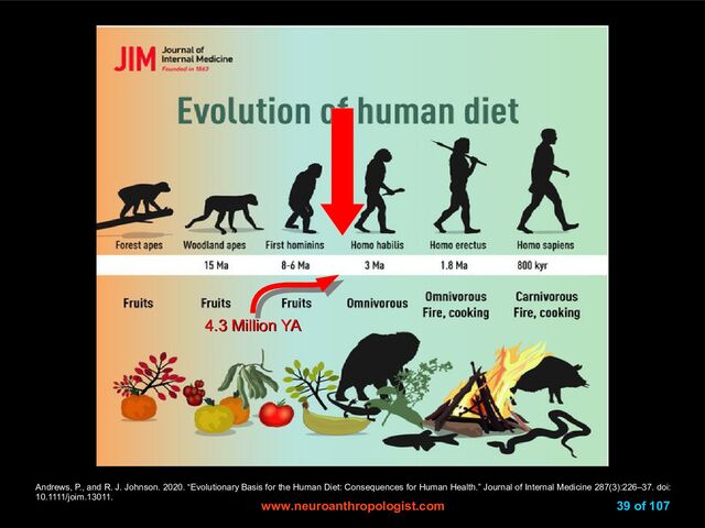 www.neuroanthropologist.com
www.neuroanthropologist.com 39 of 107
Andrews, P., and R. J. Johnson. 2020. “Evolutionary Basis for the Human Diet: Consequences for Human Health.” Journal of Internal Medicine 287(3):226–37. doi:
10.1111/joim.13011.
4.3 Million YA
4.3 Million YA
