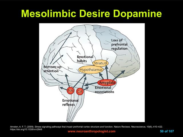 www.neuroanthropologist.com
www.neuroanthropologist.com 50 of 107
Mesolimbic Desire Dopamine
Mesolimbic Desire Dopamine
Arnsten, A. F. T. (2009). Stress signaling pathways that impair prefrontal cortex structure and function. Nature Reviews. Neuroscience, 10(6), 410–422.
https://doi.org/10.1038/nrn2648
