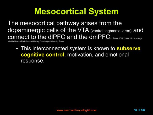 www.neuroanthropologist.com
www.neuroanthropologist.com 58 of 107
Mesocortical System
Mesocortical System
The mesocortical pathway arises from the
dopaminergic cells of the VTA (ventral tegmental area)
and
connect to the dlPFC and the dmPFC.
Previc, F. H. (2009). Dopaminergic
Mind in Human Evolution and History. Cambridge University Press.
– This interconnected system is known to subserve
cognitive control, motivation, and emotional
response.
