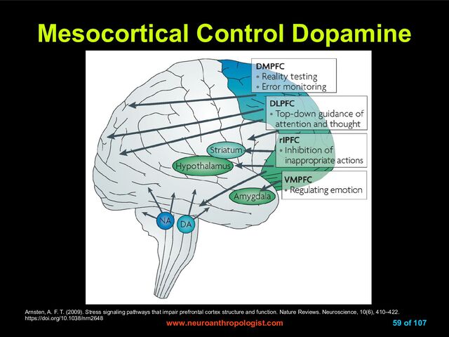 www.neuroanthropologist.com
www.neuroanthropologist.com 59 of 107
Mesocortical Control Dopamine
Mesocortical Control Dopamine
Arnsten, A. F. T. (2009). Stress signaling pathways that impair prefrontal cortex structure and function. Nature Reviews. Neuroscience, 10(6), 410–422.
https://doi.org/10.1038/nrn2648
