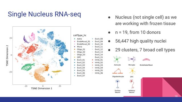 ● Nucleus (not single cell) as we
are working with frozen tissue
● n = 19, from 10 donors
● 56,447 high quality nuclei
● 29 clusters, 7 broad cell types
18
Single Nucleus RNA-seq
Endothelial/Mural
