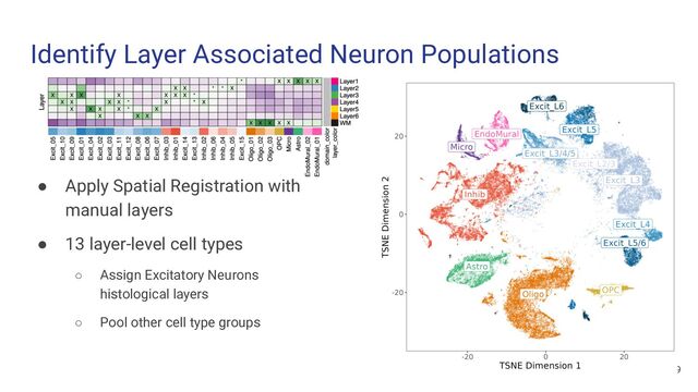 Identify Layer Associated Neuron Populations
19
● Apply Spatial Registration with
manual layers
● 13 layer-level cell types
○ Assign Excitatory Neurons
histological layers
○ Pool other cell type groups
