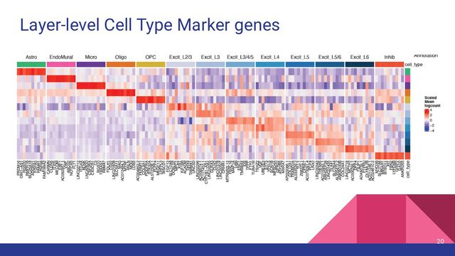 Layer-level Cell Type Marker genes
20

