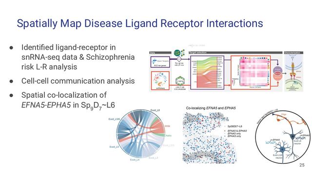 Spatially Map Disease Ligand Receptor Interactions
25
● Identiﬁed ligand-receptor in
snRNA-seq data & Schizophrenia
risk L-R analysis
● Cell-cell communication analysis
● Spatial co-localization of
EFNA5-EPHA5 in Sp
9
D
7
~L6

