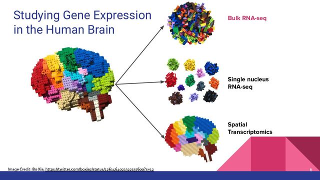 Studying Gene Expression
in the Human Brain
Bulk RNA-seq
Single nucleus
RNA-seq
Spatial
Transcriptomics
6

