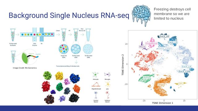 Background Single Nucleus RNA-seq
7
Image Credit: 10x Genomics
Freezing destroys cell
membrane so we are
limited to nucleus
