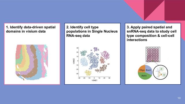 10
1. Identify data-driven spatial
domains in visium data
3. Apply paired spatial and
snRNA-seq data to study cell
type composition & cell-cell
interactions
2. Identify cell type
populations in Single Nucleus
RNA-seq data
