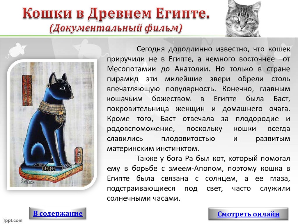 Кошка была приручена в древнем. Приручение кошки Египет. Прирученные кошки. Для чего приручили кошек. Сжать текст кошка была приручена в древнем Египте.
