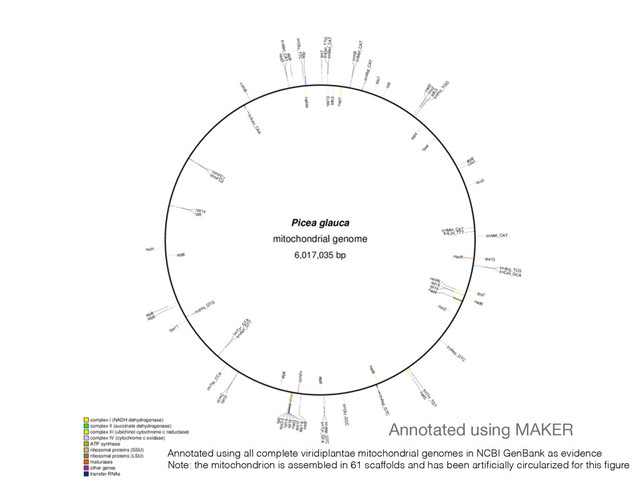 Annotated using all complete viridiplantae mitochondrial genomes in NCBI GenBank as evidence
Note: the mitochondrion is assembled in 61 scaffolds and has been artiﬁcially circularized for this ﬁgure
Annotated using MAKER
