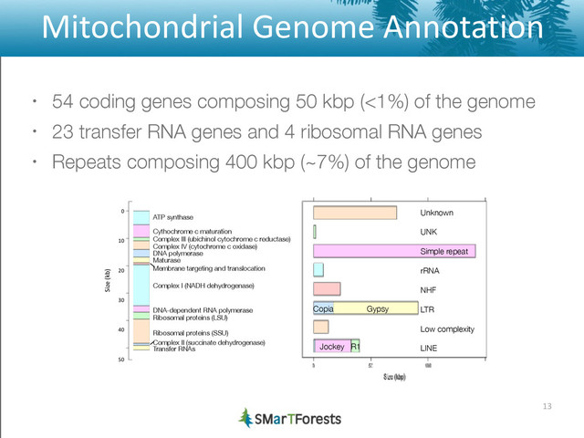 Mitochondrial	  Genome	  Annotation
• 54 coding genes composing 50 kbp (<1%) of the genome
• 23 transfer RNA genes and 4 ribosomal RNA genes
• Repeats composing 400 kbp (~7%) of the genome
13
0	  
!
!
!
10	  
!
!
!
20	  
!
!
!
30	  
!
!
!
40	  
!
!
!
50
Size	  (kb)
ATP synthase
!
Cythochrome c maturation
Complex III (ubichinol cytochrome c reductase)
Complex IV (cytochrome c oxidase)
DNA polymerase
Maturase
Membrane targeting and translocation
!
Complex I (NADH dehydrogenase)
!
!
DNA-dependent RNA polymerase
Ribosomal proteins (LSU)
!
Ribosomal proteins (SSU)
!
Complex II (succinate dehydrogenase)
Transfer RNAs
Unknown
!
UNK
!
Simple repeat
!
rRNA
!
NHF
!
LTR
!
Low complexity
!
LINE
Copia Gypsy
Jockey R1
