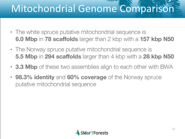 Mitochondrial	  Genome	  Comparison
• The white spruce putative mitochondrial sequence is 
6.0 Mbp in 78 scaﬀolds larger than 2 kbp with a 157 kbp N50
• The Norway spruce putative mitochondrial sequence is 
5.5 Mbp in 294 scaﬀolds larger than 4 kbp with a 28 kbp N50
• 3.3 Mbp of these two assemblies align to each other with BWA
• 98.3% identity and 60% coverage of the Norway spruce
putative mitochondrial sequence
23
