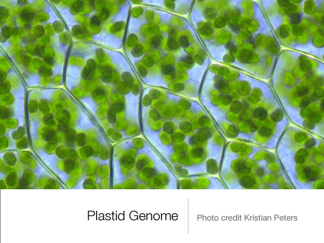 Plastid Genome Photo credit Kristian Peters
