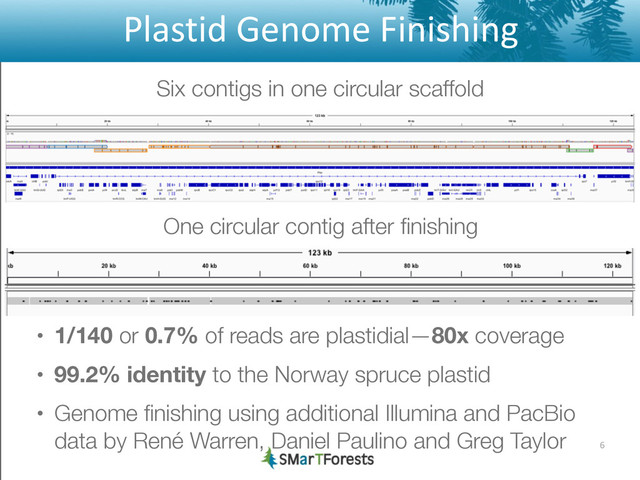 Plastid	  Genome	  Finishing
• 1/140 or 0.7% of reads are plastidial—80x coverage
• 99.2% identity to the Norway spruce plastid
• Genome ﬁnishing using additional Illumina and PacBio
data by René Warren, Daniel Paulino and Greg Taylor 6
Six contigs in one circular scaffold
One circular contig after ﬁnishing
