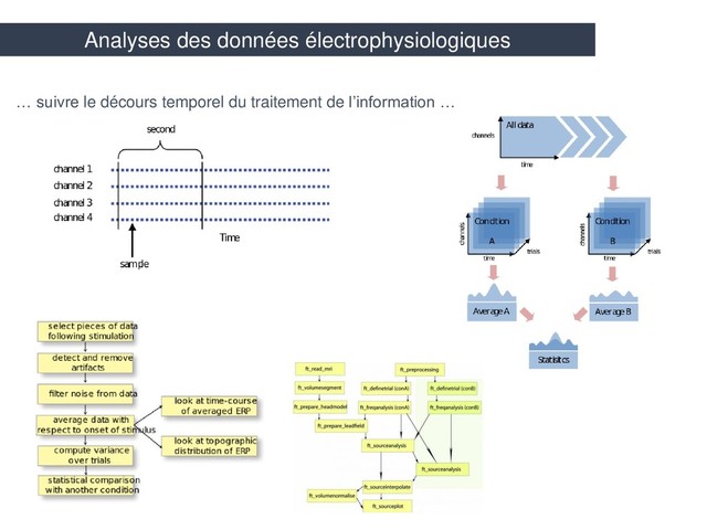 Analyses des données électrophysiologiques
… suivre le décours temporel du traitement de l’information …
