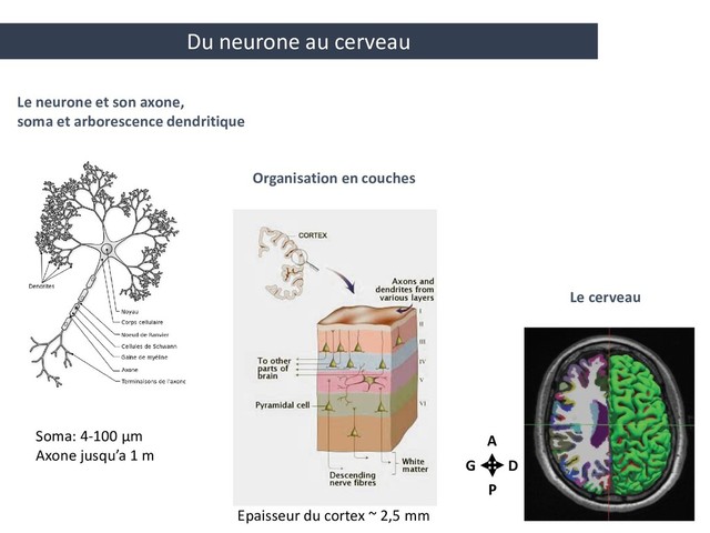 Organisation en couches
Le neurone et son axone,
soma et arborescence dendritique
Le cerveau
Du neurone au cerveau
A
P
G D
Soma: 4-100 μm
Axone jusqu’a 1 m
Epaisseur du cortex ~ 2,5 mm
