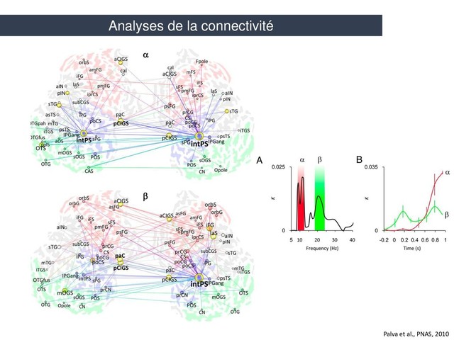 Palva et al., PNAS, 2010
Analyses de la connectivité
