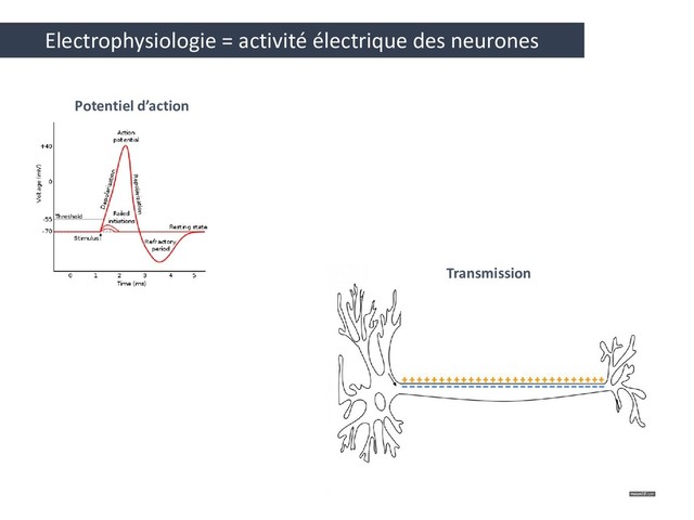 Electrophysiologie = activité électrique des neurones
Potentiel d’action
Transmission
