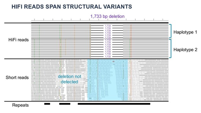 HIFI READS SPAN STRUCTURAL VARIANTS
1,733
1,733 bp deletion
deletion not
detected
1,733
1,733
1,733
1,733
1,733
1,733
1,733
1,733
1,733
1,733
1,733
1,733
1,733
Haplotype 1
Haplotype 2
HiFi reads
Short reads
Repeats
