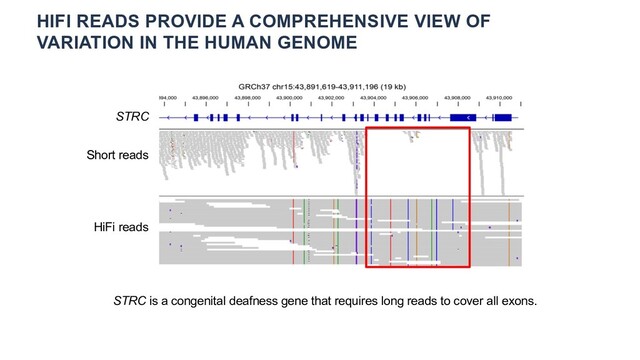 HIFI READS PROVIDE A COMPREHENSIVE VIEW OF
VARIATION IN THE HUMAN GENOME
Short reads
HiFi reads
STRC
STRC is a congenital deafness gene that requires long reads to cover all exons.
