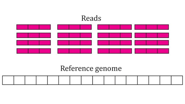Reference genome
Reads
