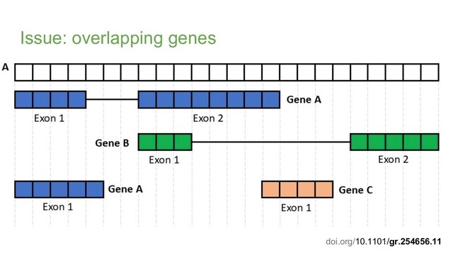 Issue: overlapping genes
doi.org/10.1101/gr.254656.11

