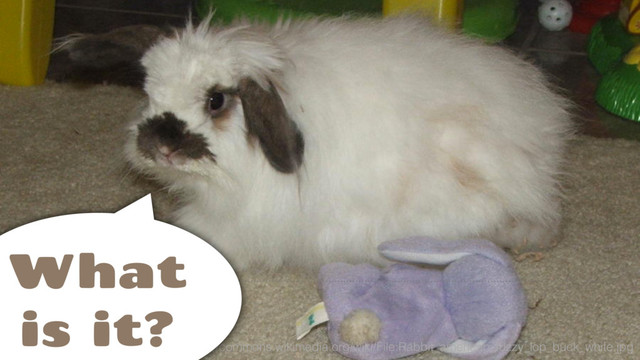 https://commons.wikimedia.org/wiki/File:Rabbit_american_fuzzy_lop_buck_white.jpg
What
is it?
