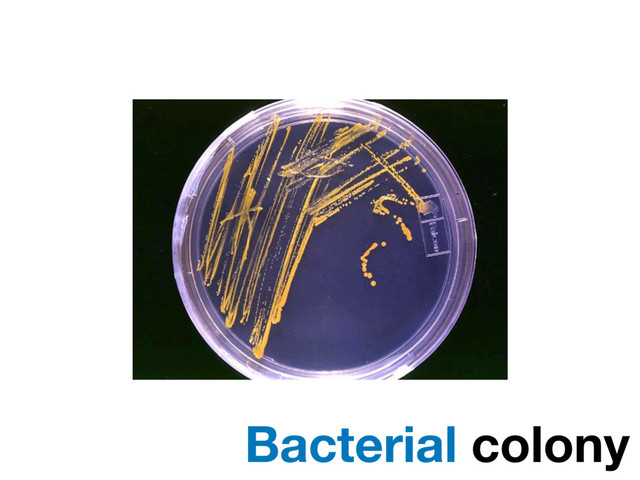 Bacterial colony
