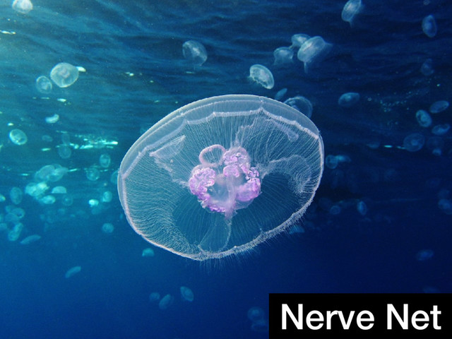 Nerve Net
