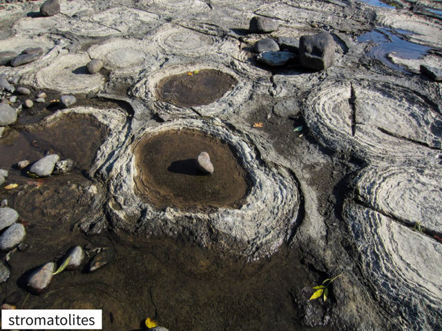 stromatolites
