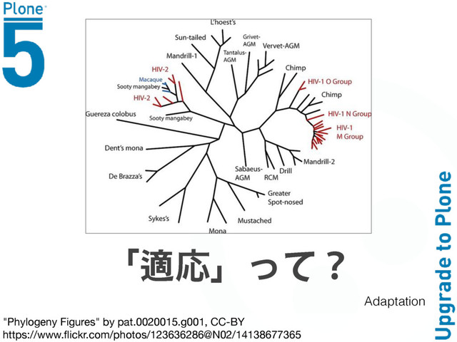 |᧱Ԡ}͵͸Ħ
"Phylogeny Figures" by pat.0020015.g001, CC-BY

https://www.ﬂickr.com/photos/123636286@N02/14138677365
Adaptation
