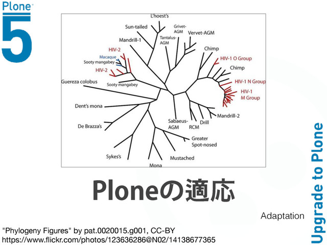 "Phylogeny Figures" by pat.0020015.g001, CC-BY

https://www.ﬂickr.com/photos/123636286@N02/14138677365
1MPOF΀᧱Ԡ
Adaptation
