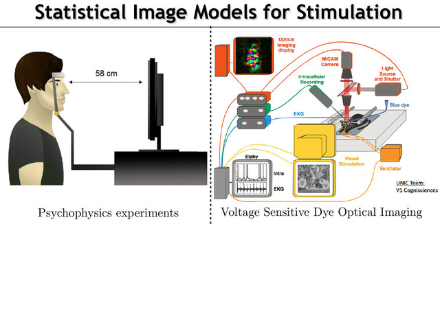 Statistical Image Models for Stimulation
Context: Electrophysiology and Optical Imaging
Author: J. Vacher, A. Isaac Meso, L. Perrinet, G. Peyr´
e CEREMA
Dynamic Texture for Probing Visual Perception 22/05/2015
aac Meso, L. Perrinet, G. Peyr´
e CEREMADE–UNIC–INT
obing Visual Perception 22/05/2015 5 / 20
Voltage Sensitive Dye Optical Imaging
Psychophysics experiments
