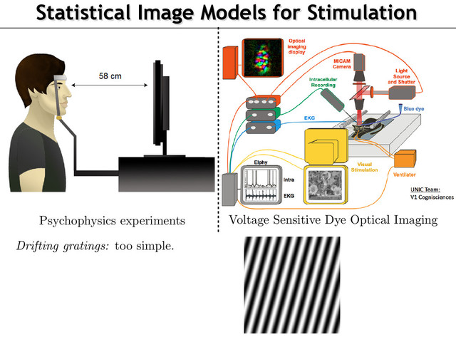 Statistical Image Models for Stimulation
Context: Electrophysiology and Optical Imaging
Author: J. Vacher, A. Isaac Meso, L. Perrinet, G. Peyr´
e CEREMA
Dynamic Texture for Probing Visual Perception 22/05/2015
aac Meso, L. Perrinet, G. Peyr´
e CEREMADE–UNIC–INT
obing Visual Perception 22/05/2015 5 / 20
Voltage Sensitive Dye Optical Imaging
Psychophysics experiments
Drifting gratings:
too simple.
