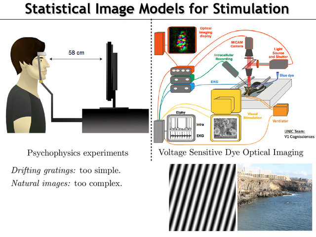 Statistical Image Models for Stimulation
Context: Electrophysiology and Optical Imaging
Author: J. Vacher, A. Isaac Meso, L. Perrinet, G. Peyr´
e CEREMA
Dynamic Texture for Probing Visual Perception 22/05/2015
aac Meso, L. Perrinet, G. Peyr´
e CEREMADE–UNIC–INT
obing Visual Perception 22/05/2015 5 / 20
Voltage Sensitive Dye Optical Imaging
Psychophysics experiments
2
Drifting gratings:
too simple.
Natural images:
too complex.
