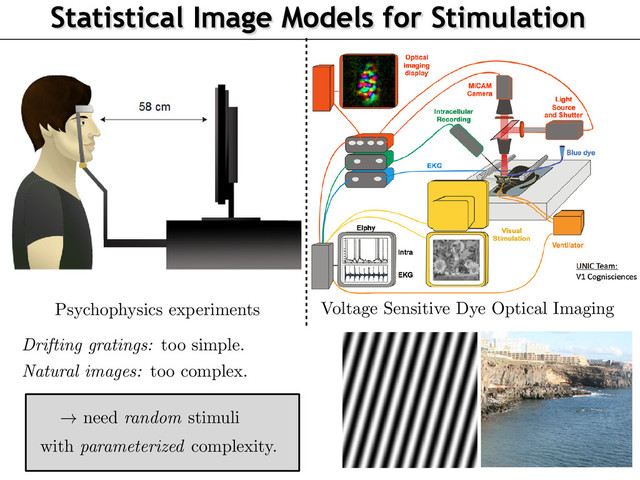Statistical Image Models for Stimulation
Context: Electrophysiology and Optical Imaging
Author: J. Vacher, A. Isaac Meso, L. Perrinet, G. Peyr´
e CEREMA
Dynamic Texture for Probing Visual Perception 22/05/2015
aac Meso, L. Perrinet, G. Peyr´
e CEREMADE–UNIC–INT
obing Visual Perception 22/05/2015 5 / 20
Voltage Sensitive Dye Optical Imaging
Psychophysics experiments
2
Drifting gratings:
too simple.
Natural images:
too complex.
! need
random
stimuli
with
parameterized
complexity.
