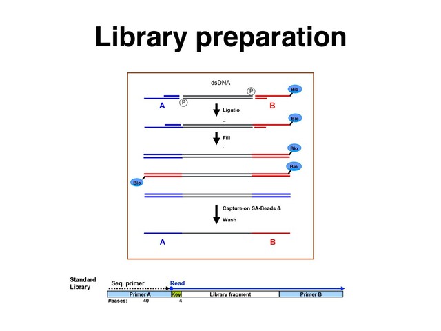 Library preparation
dsDNA
fragments
P
A B
Ligatio
n
Fill
in
Capture on SA-Beads &
Wash
Alkaline Elution
A B
P Bio
Bio
Bio
Bio
Bio
Primer A Key Library fragment Primer B
#bases: 40 4
Standard
Library
Seq. primer Read
