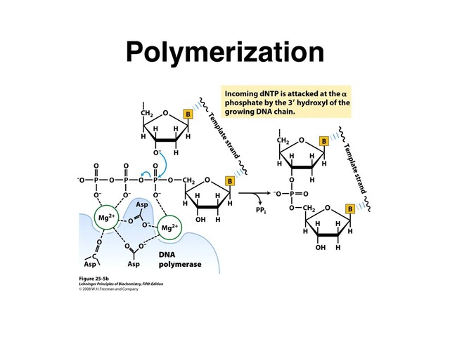 Polymerization
