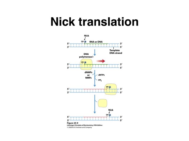 Nick translation

