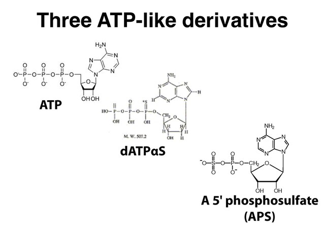 Three ATP-like derivatives
ATP
dATPαS
A 5' phosphosulfate
(APS)
