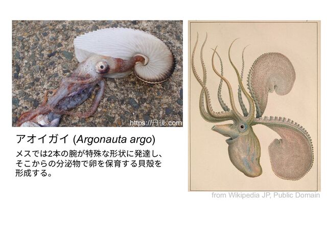 アオイガイ (Argonauta argo)
メスでは2本の腕が特殊な形状に発達し、
そこからの分泌物で卵を保育する⾙殻を
形成する。
https://丹後.com
from Wikipedia JP, Public Domain
