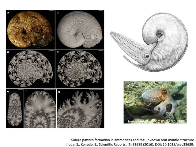 Suture paIern formaKon in ammonites and the unknown rear mantle structure
Inoue, S., Konodo, S., ScienKﬁc Reports, (6) 33689 (2016), DOI: 10.1038/srep33689.
マダコ
from Wikipedia JP CC BY-SA 3.0 DEED
